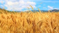 obilí wheat-4130621 960 720